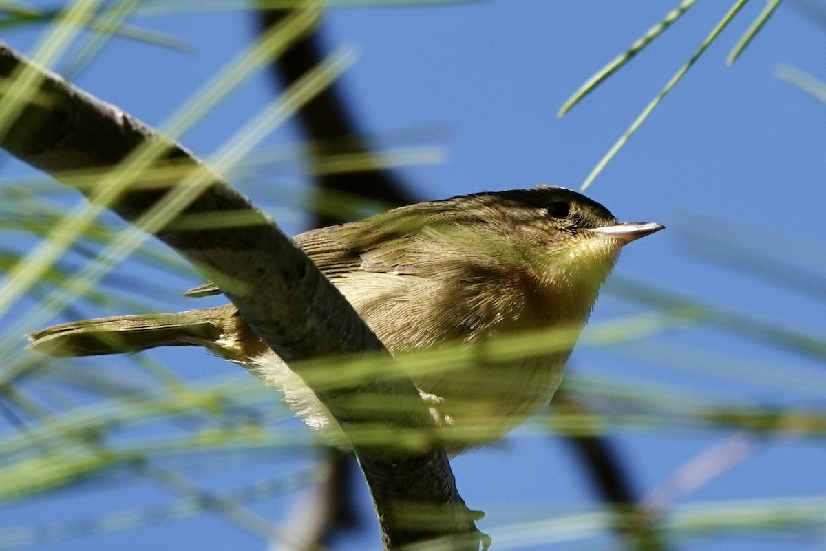 Palm Warbler (Yellow) - ML625099257