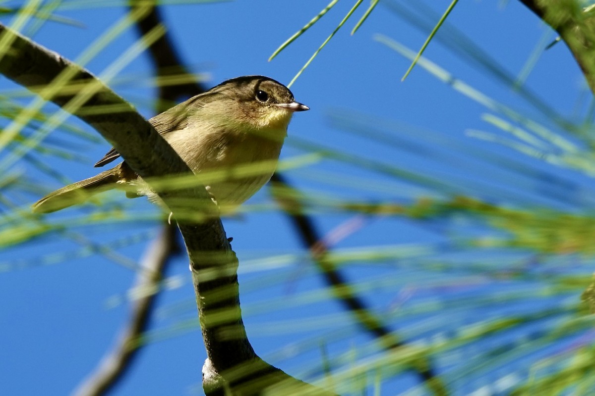 Palm Warbler (Yellow) - ML625099258