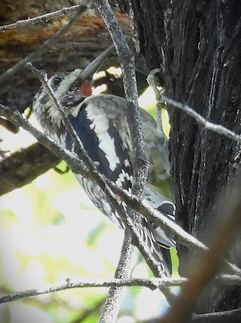 Yellow-bellied Sapsucker - ML625099268