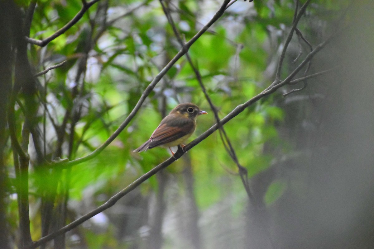 Russet-winged Spadebill - ML625099291