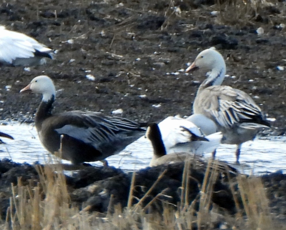 Snow Goose - ML625099371