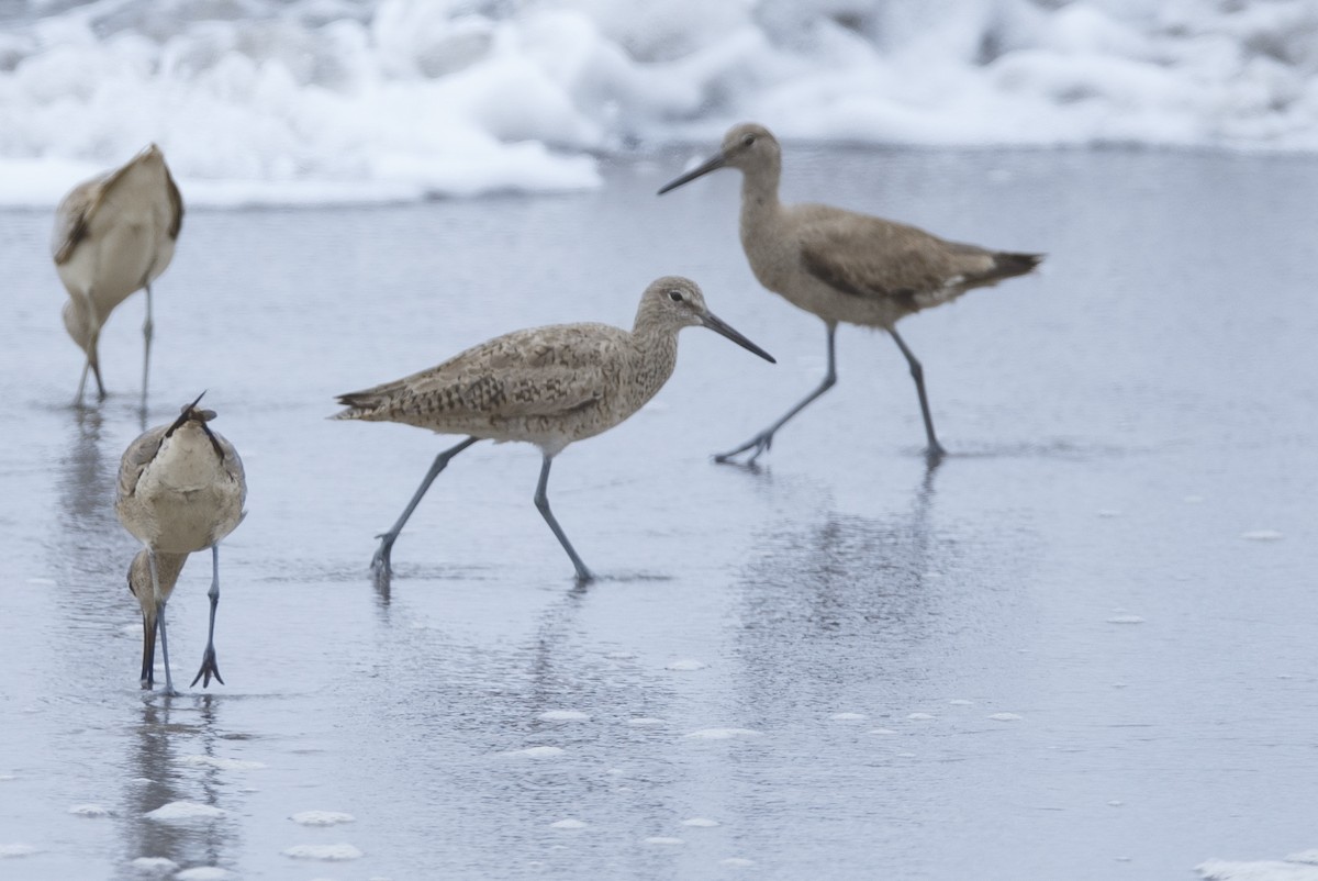 Willet - ML625099374