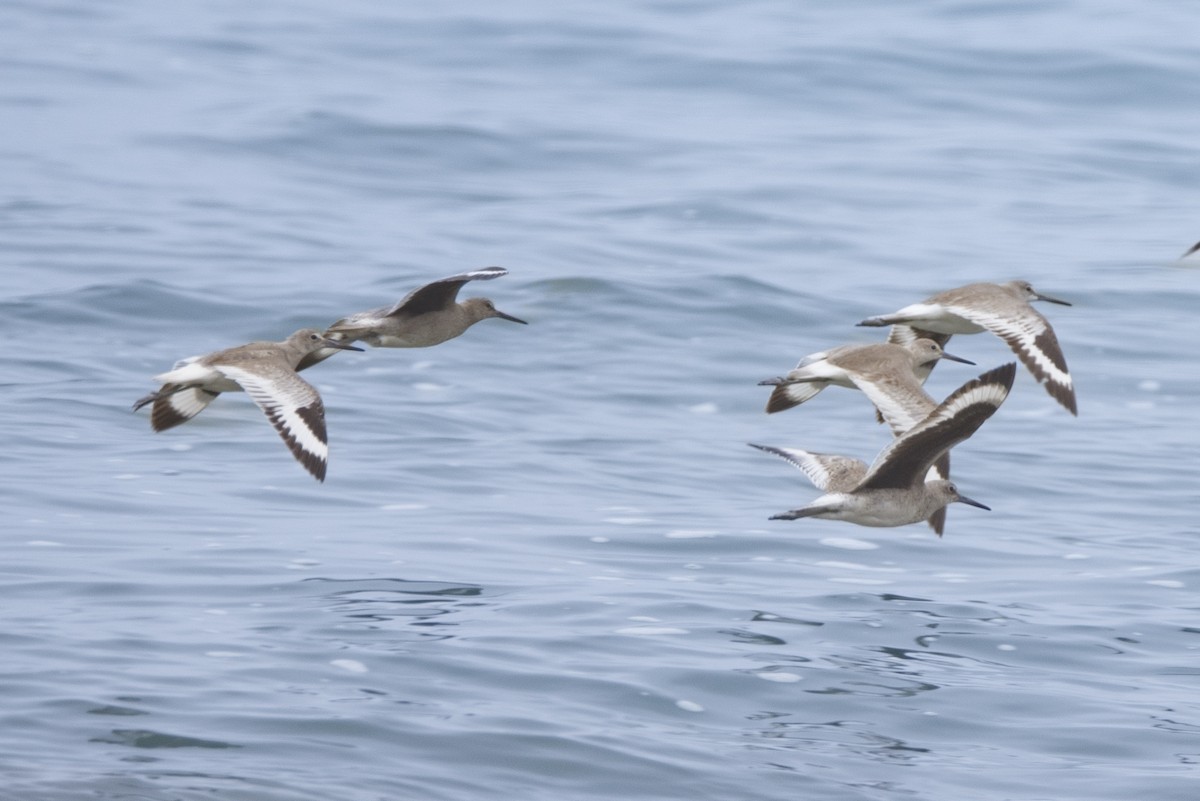 Willet - ML625099376