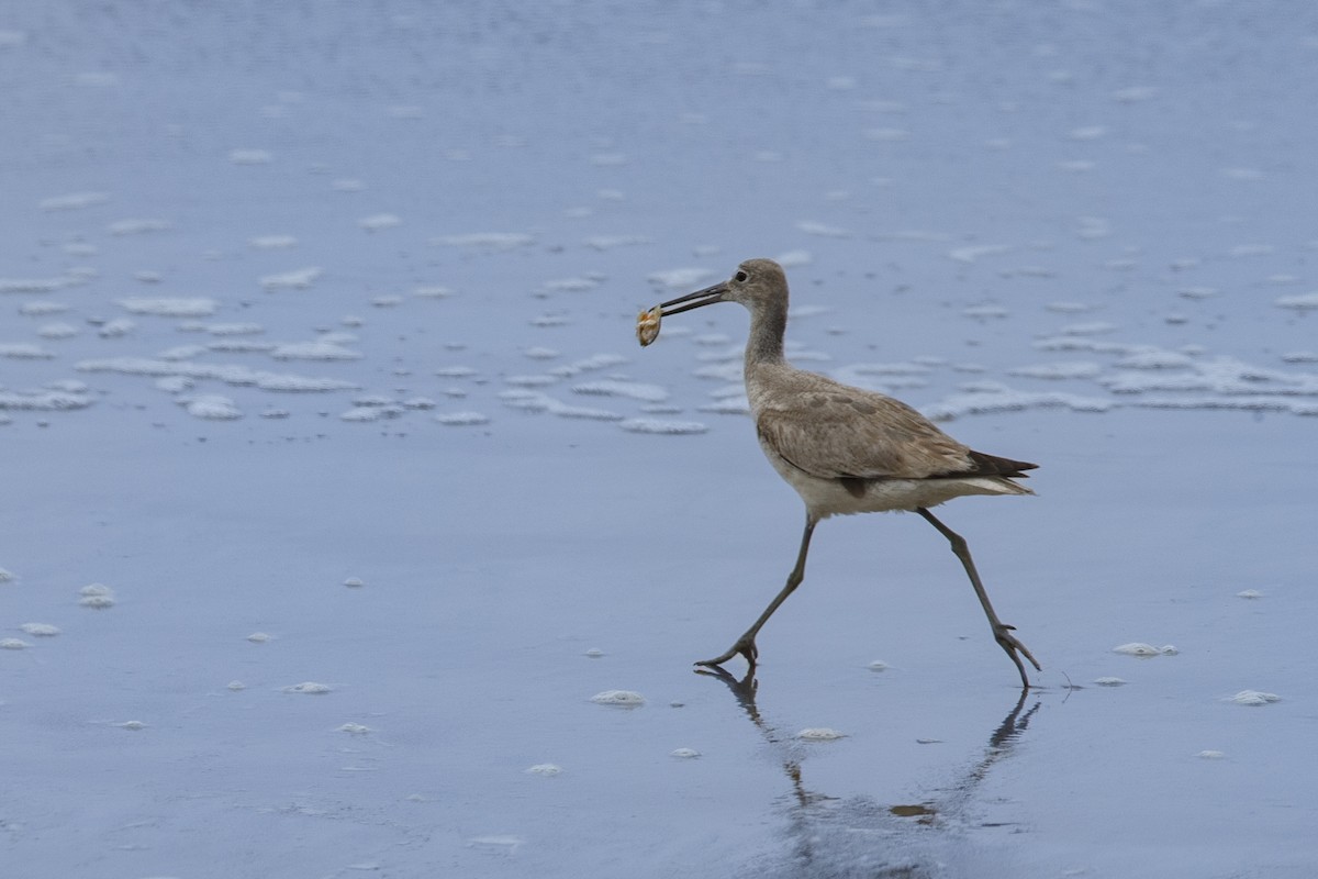 Willet - ML625099377