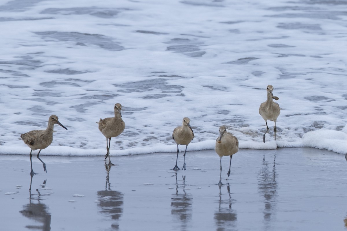Willet - ML625099378