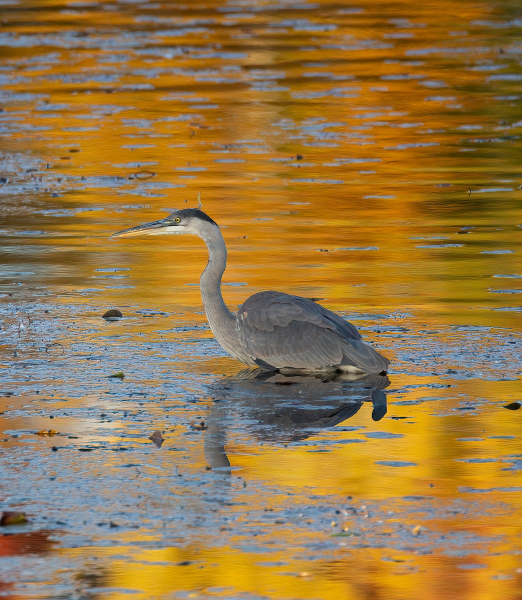 Great Blue Heron - ML625099396