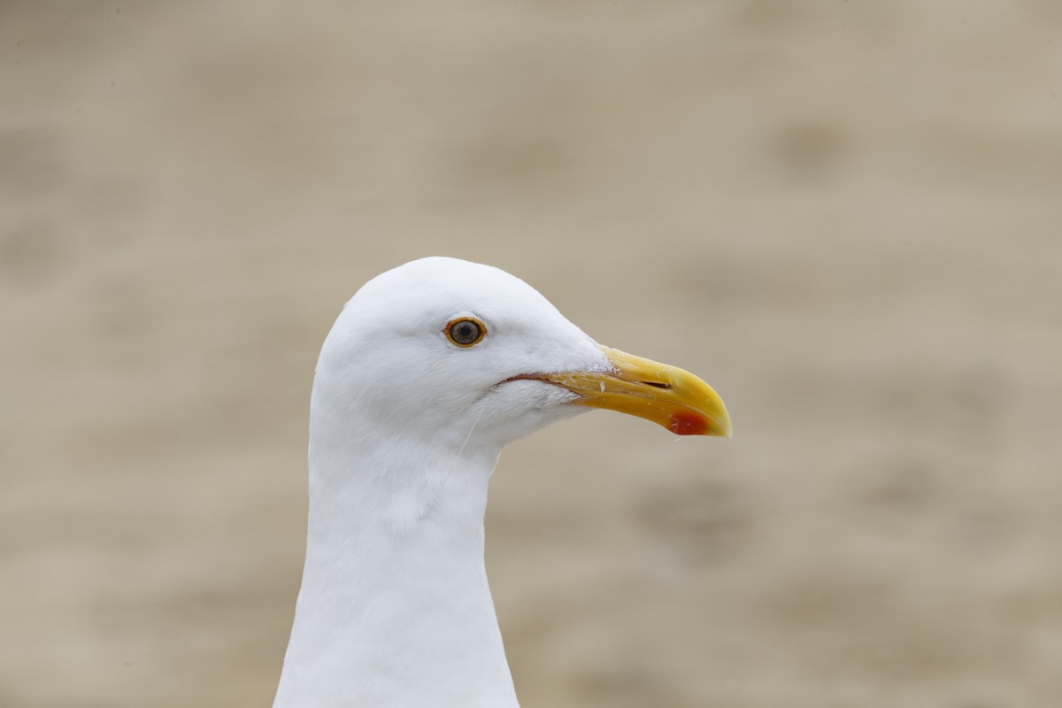 Western Gull - ML625099420