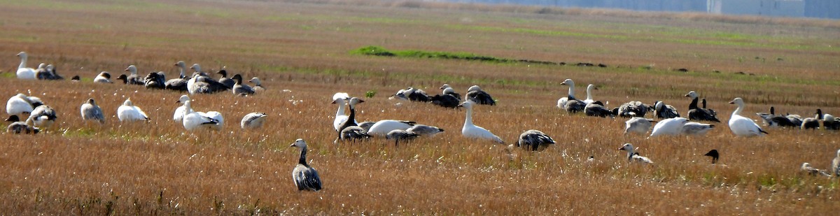 Snow Goose - ML625099505