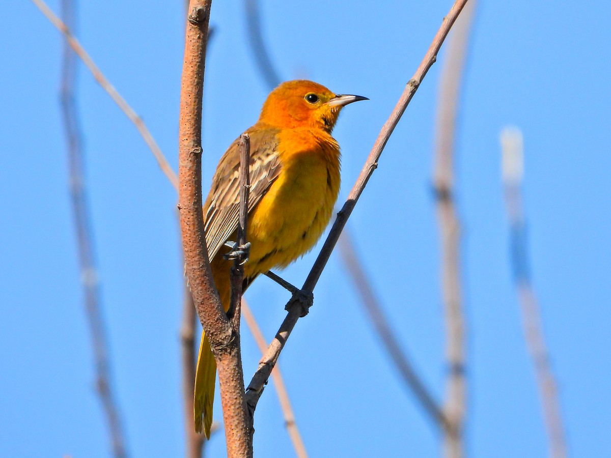 Turpial Enmascarado (cucullatus/sennetti) - ML625099529