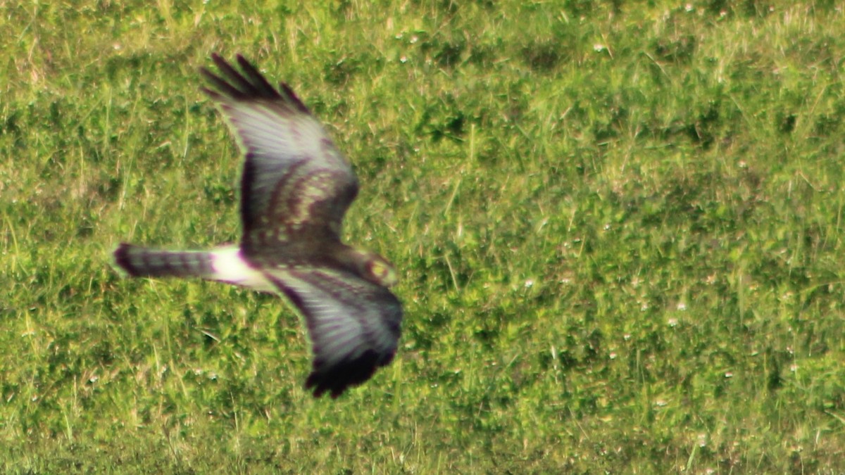 Northern Harrier - ML625099531