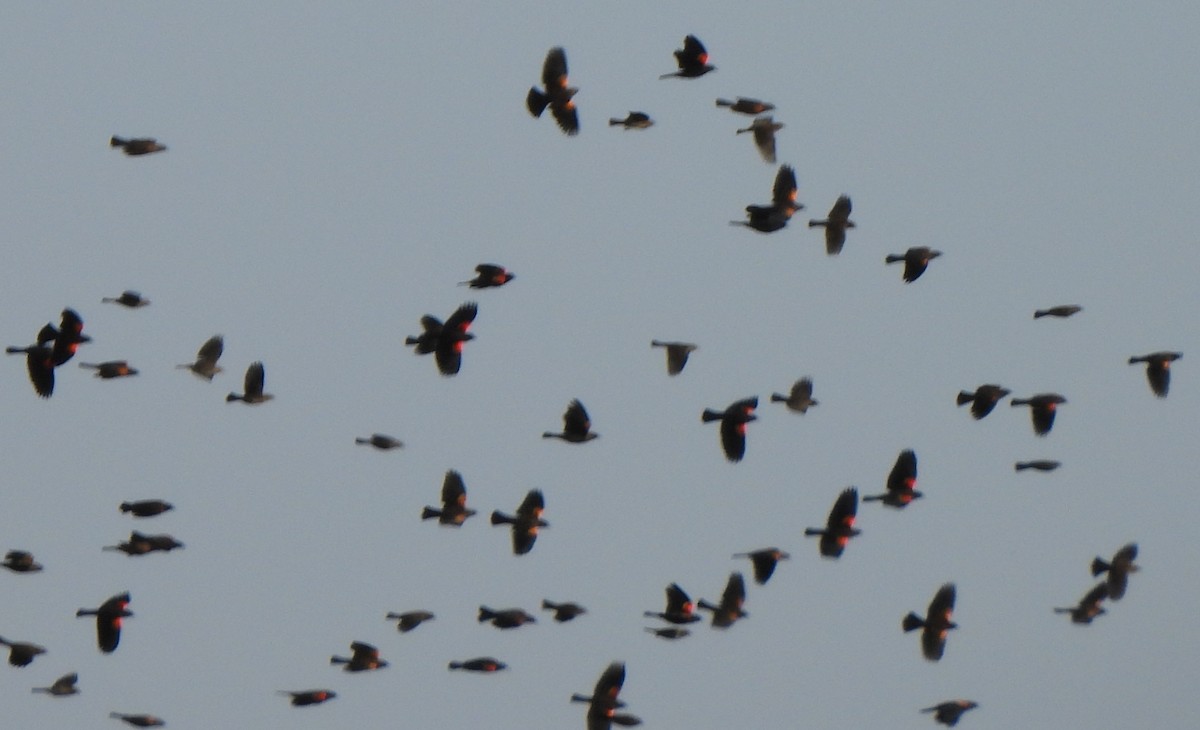 Red-winged Blackbird - ML625099538