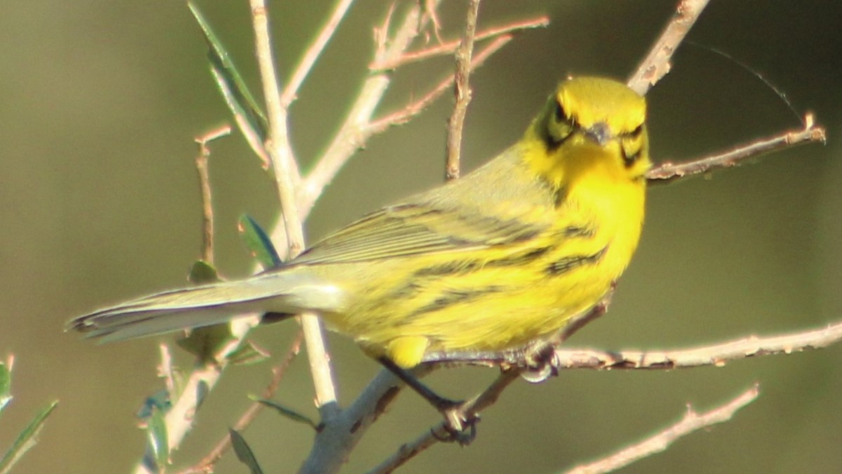 Prairie Warbler - ML625099539