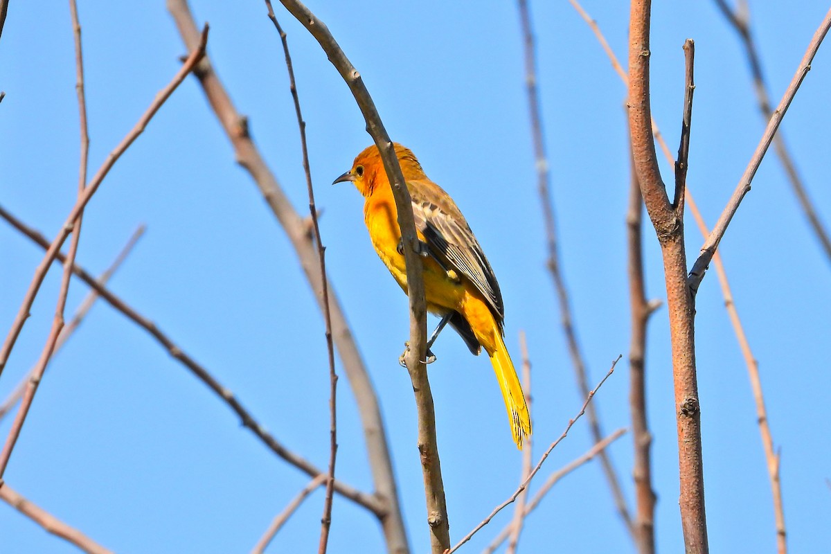 Turpial Enmascarado (cucullatus/sennetti) - ML625099553