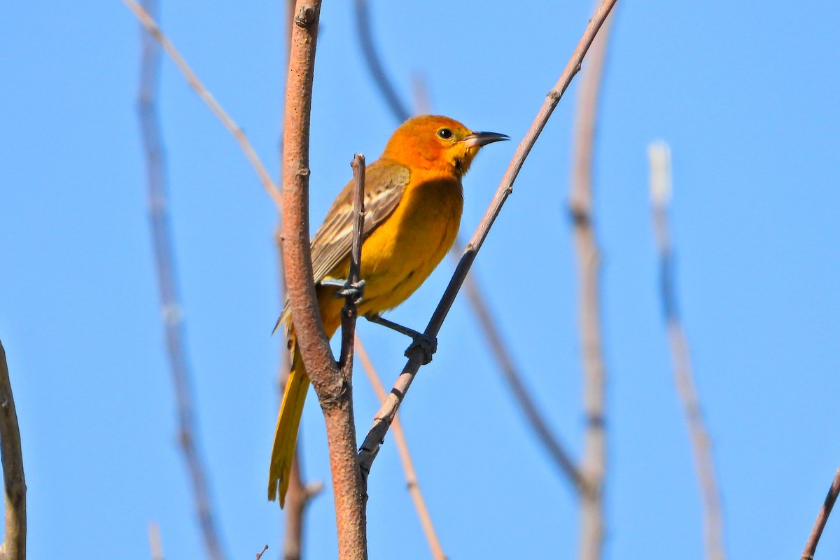 Turpial Enmascarado (cucullatus/sennetti) - ML625099554