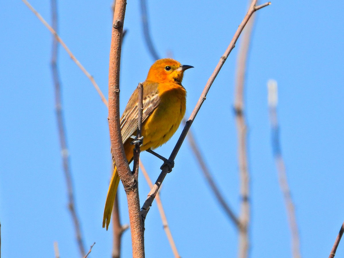 Turpial Enmascarado (cucullatus/sennetti) - ML625099555