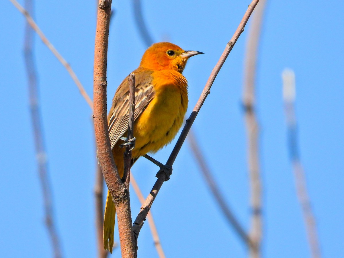 Turpial Enmascarado (cucullatus/sennetti) - ML625099568