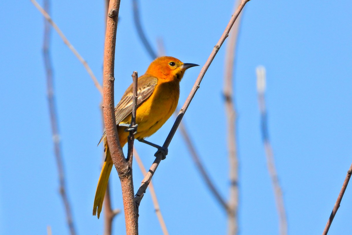 Turpial Enmascarado (cucullatus/sennetti) - ML625099569