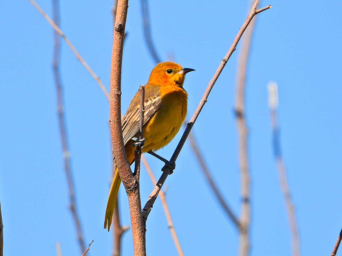 Turpial Enmascarado (cucullatus/sennetti) - ML625099570