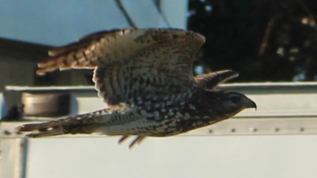 Red-shouldered Hawk - ML625099571