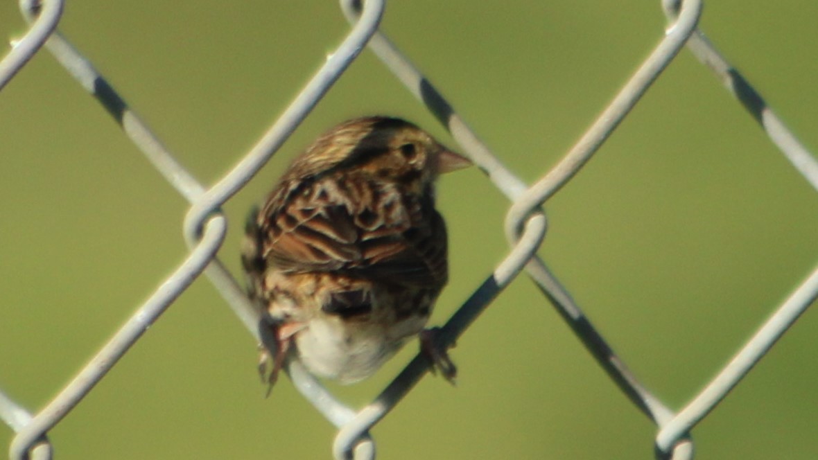 Savannah Sparrow - ML625099582