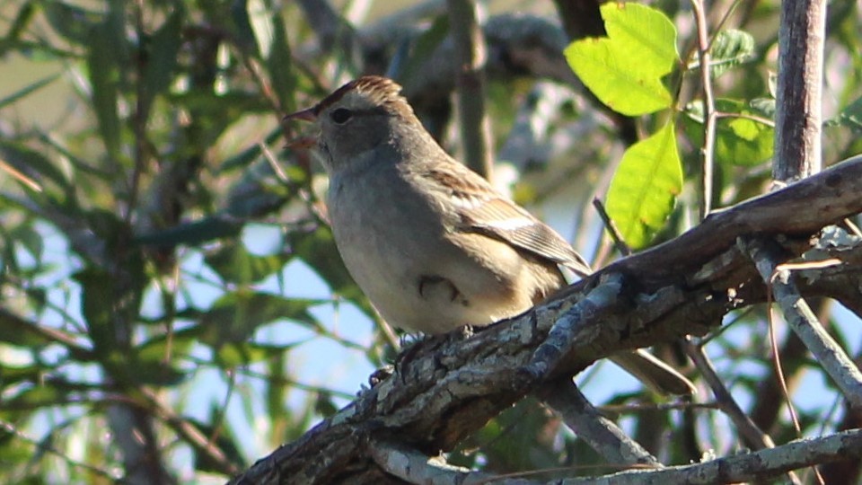 White-crowned Sparrow - ML625099596