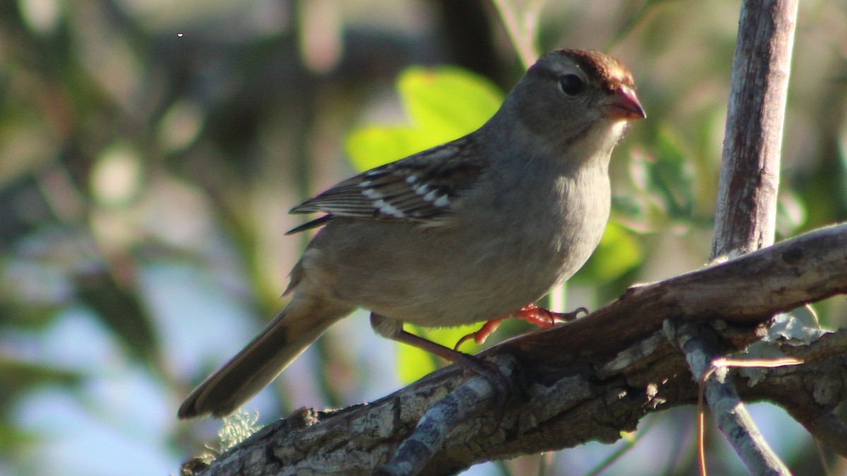 White-crowned Sparrow - ML625099597