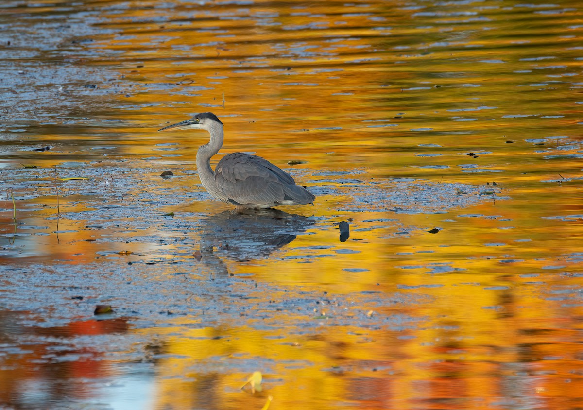 Great Blue Heron - ML625099672