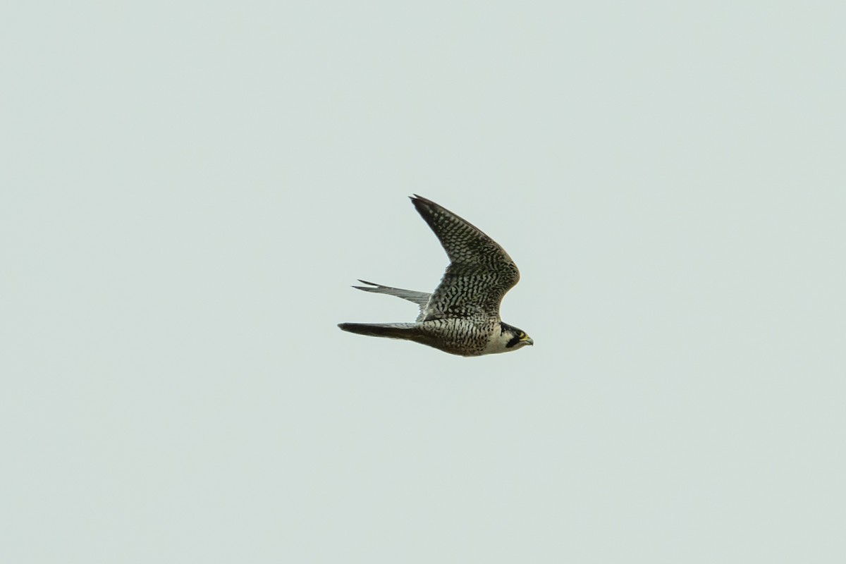 Peregrine Falcon - ML625099786