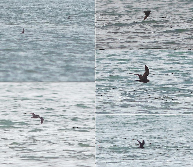 Swinhoe's Storm-Petrel - ML625099889