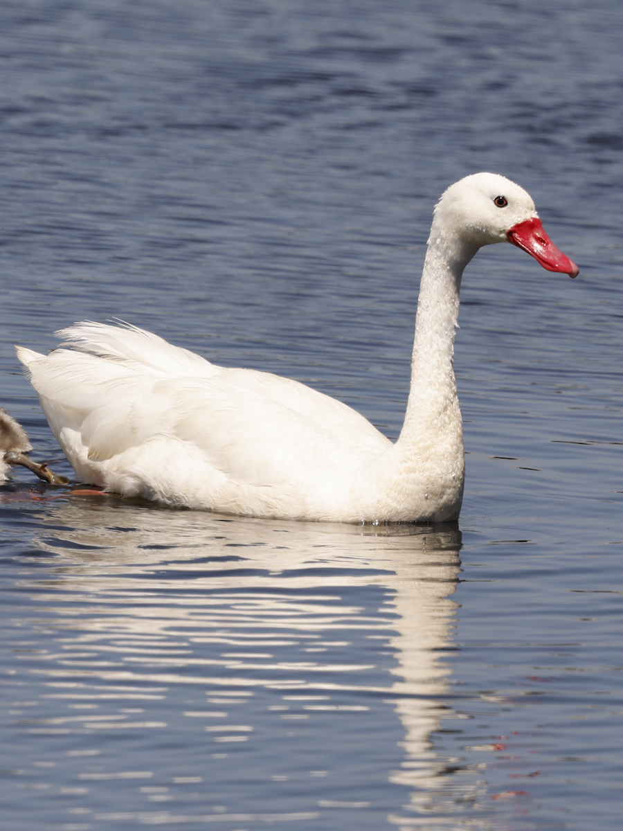 Coscoroba Swan - ML625099932