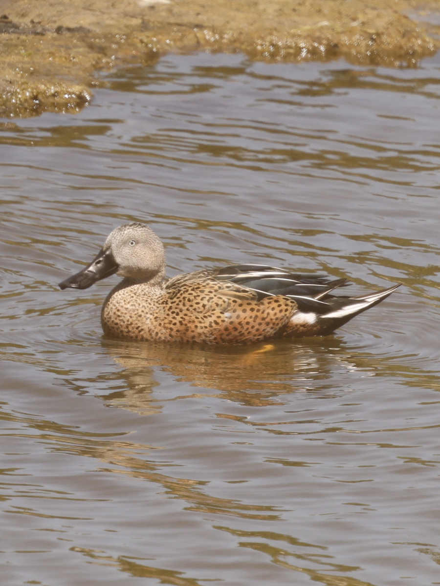 Red Shoveler - ML625099950