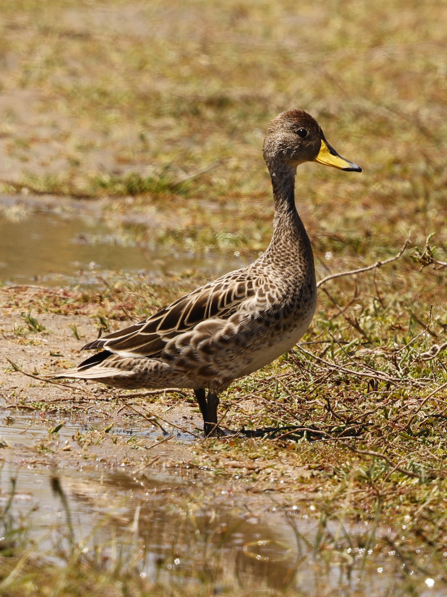 Yellow-billed Pintail - ML625099958