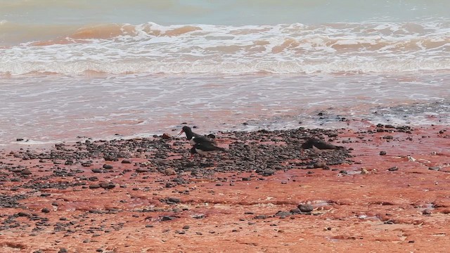 Pied Oystercatcher - ML625100033