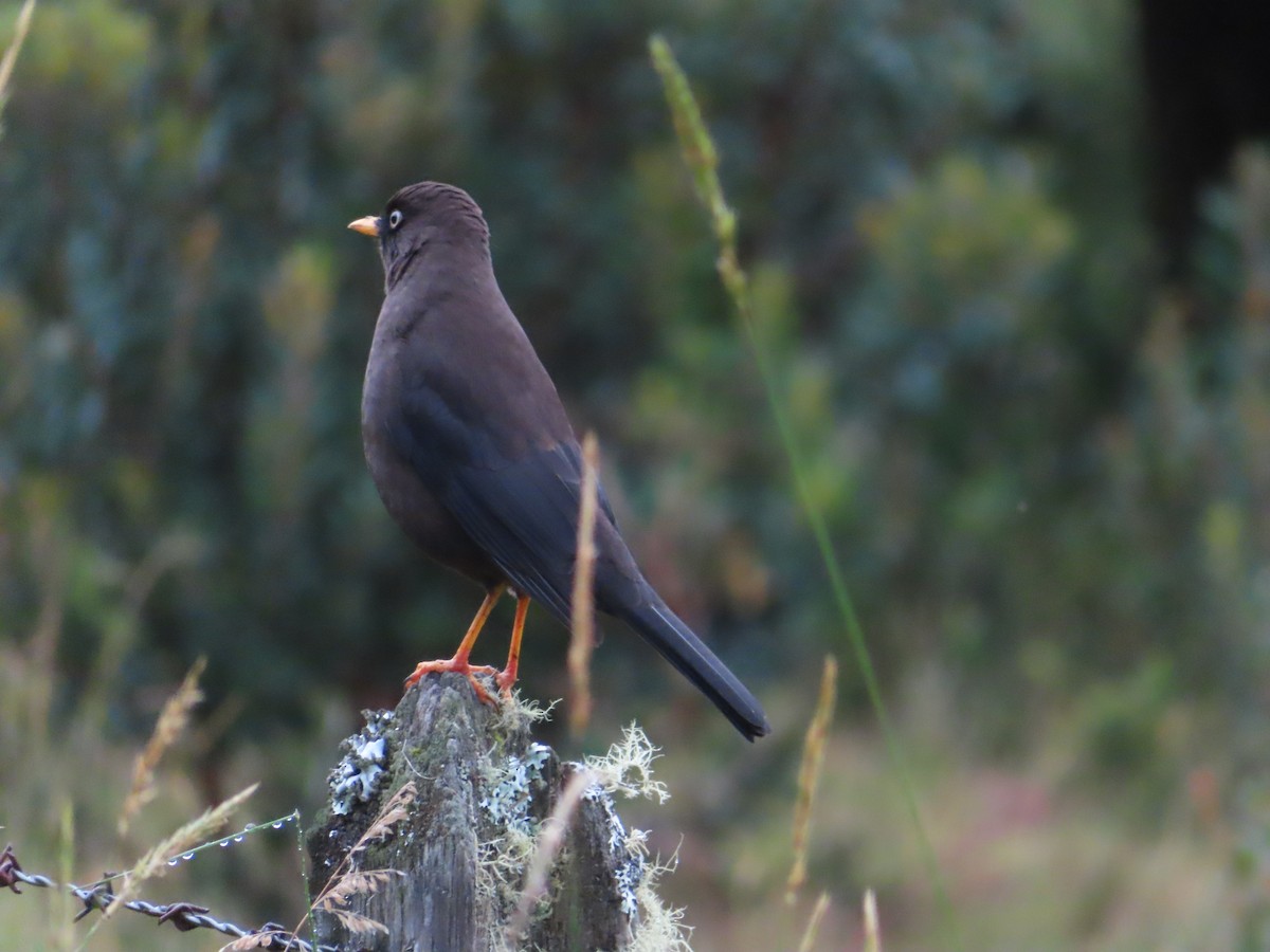 Sooty Thrush - ML625100056