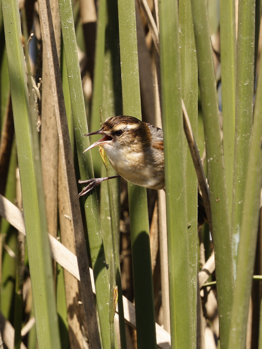 Wren-like Rushbird - ML625100067