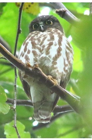 Northern Boobook - ML625100079