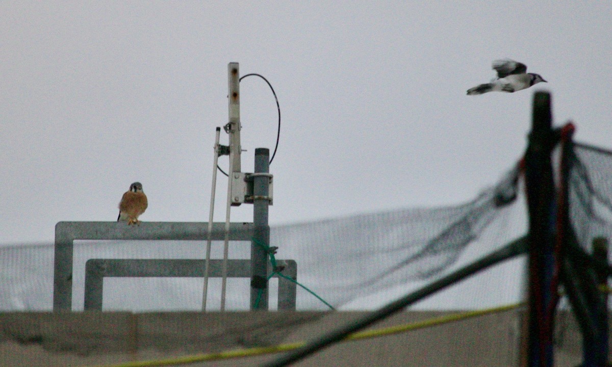 American Kestrel - ML625100193
