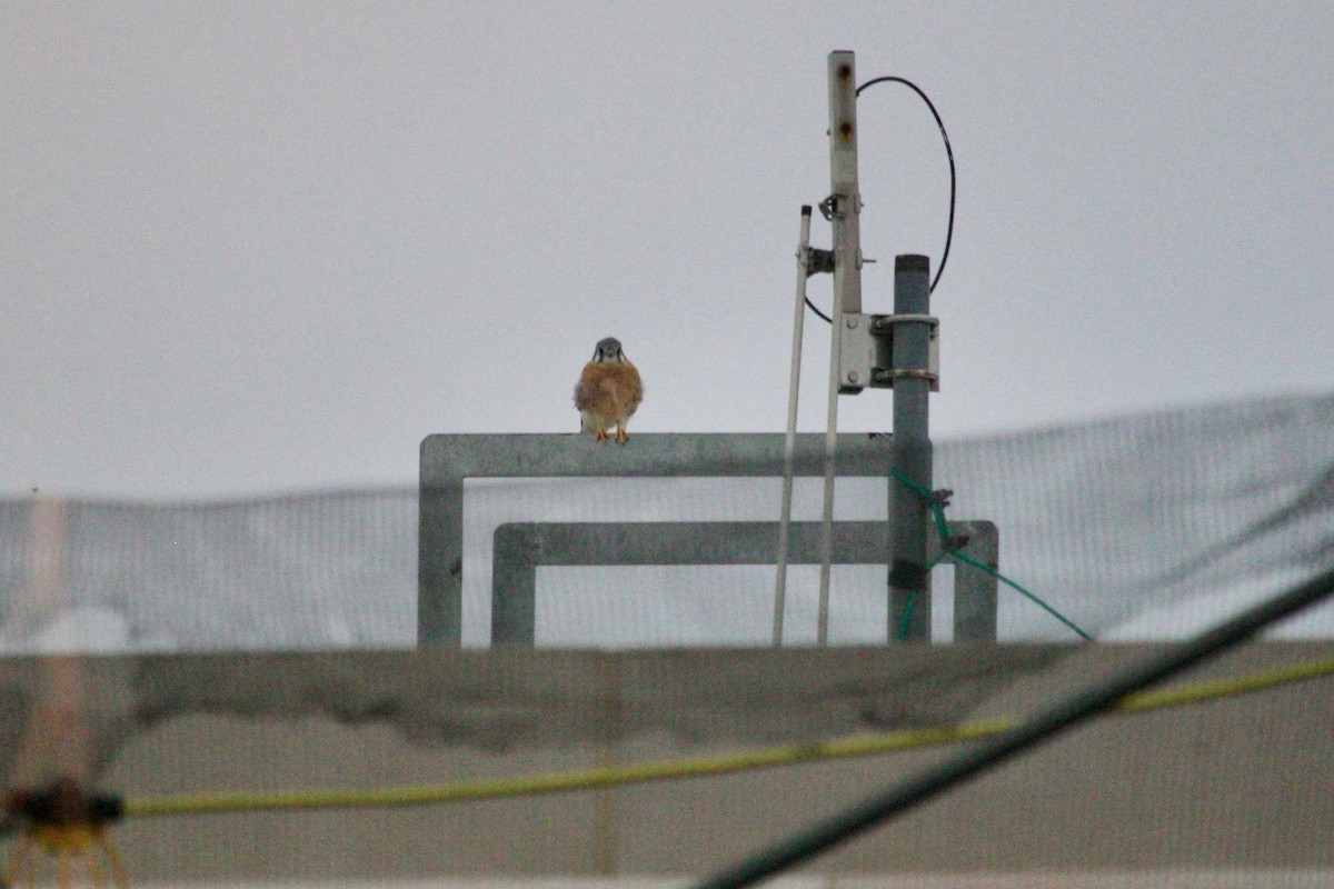 American Kestrel - ML625100194
