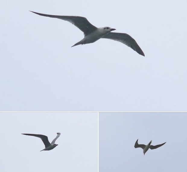 Gull-billed Tern - ML625100195