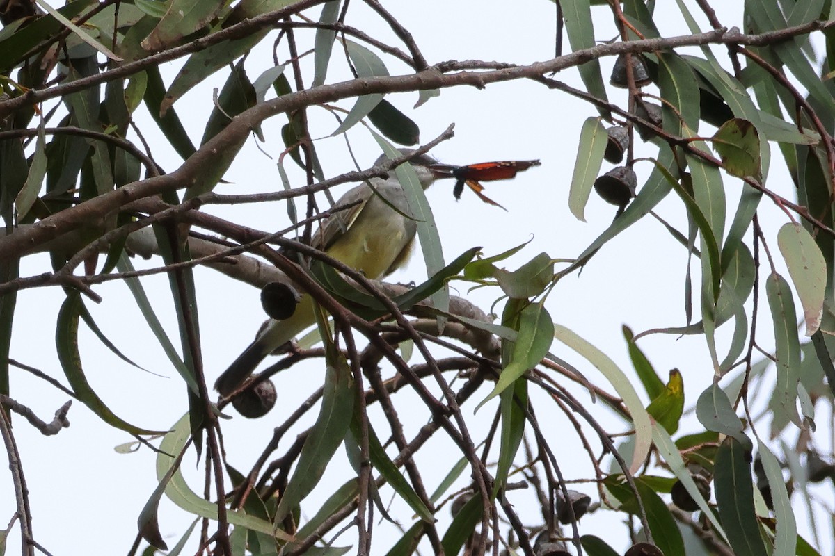 Cassin's Kingbird - ML625100341