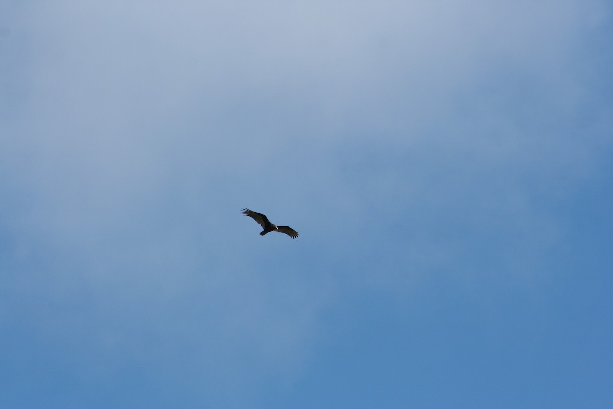 Turkey Vulture - ML625100400