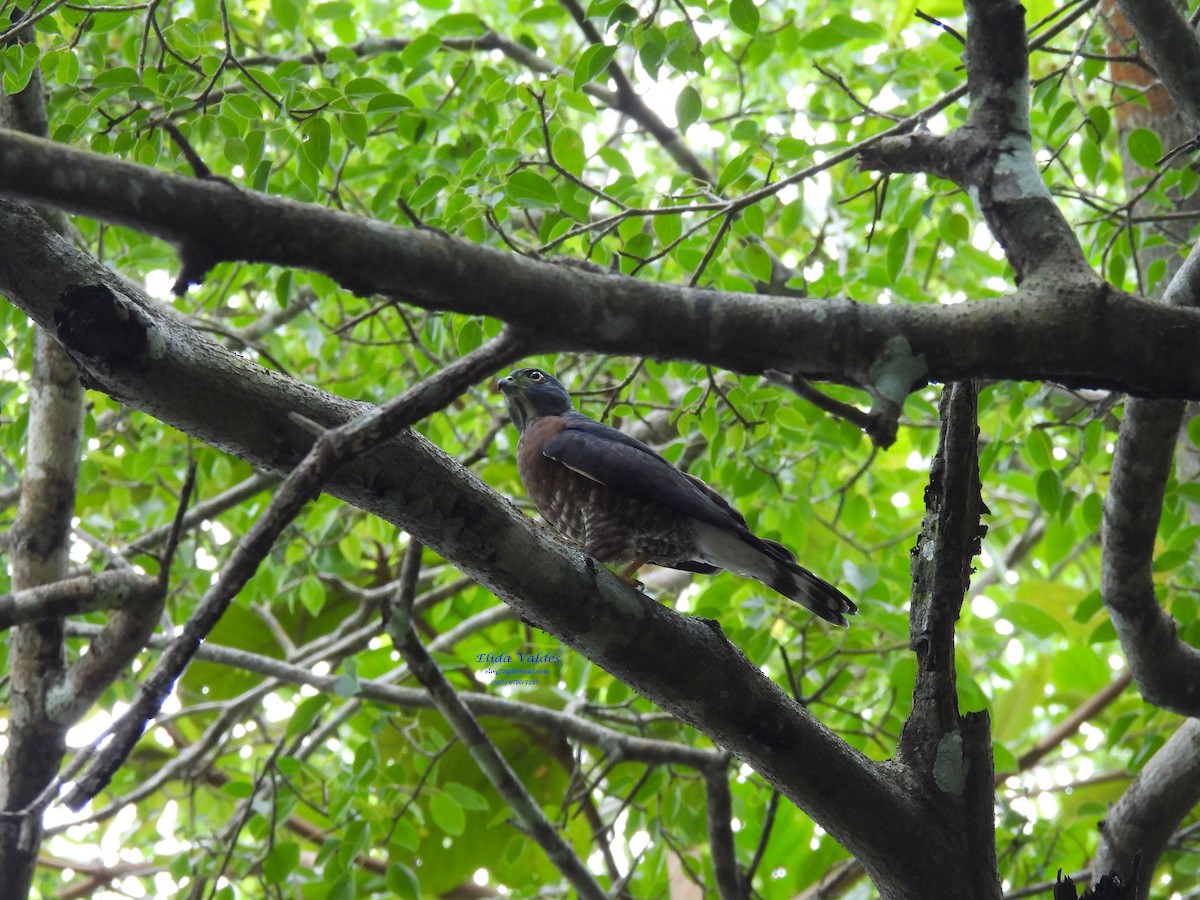 Double-toothed Kite - ML625100470