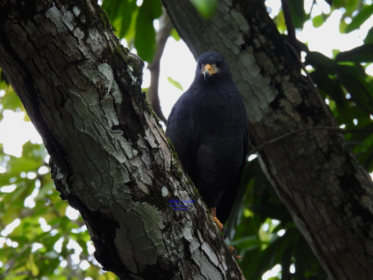 Common Black Hawk - ML625100553