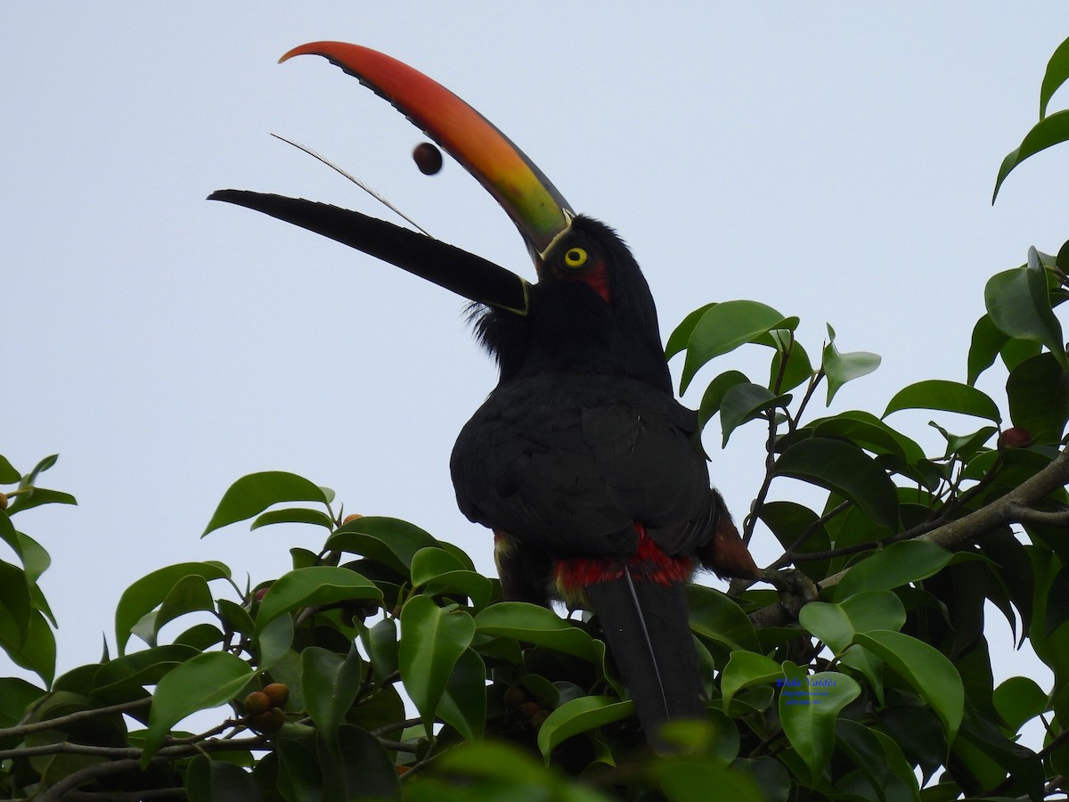 Fiery-billed Aracari - ML625100579