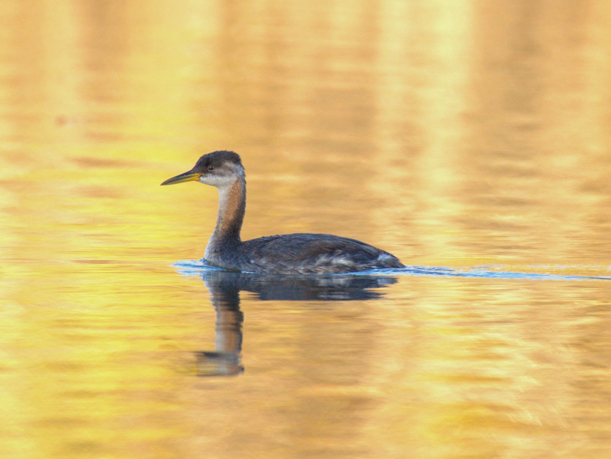 Red-necked Grebe - ML625100610