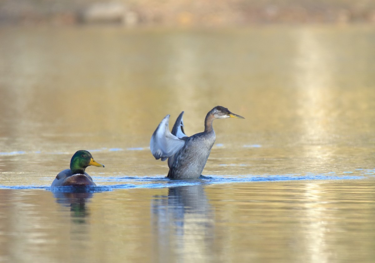 Red-necked Grebe - ML625100611