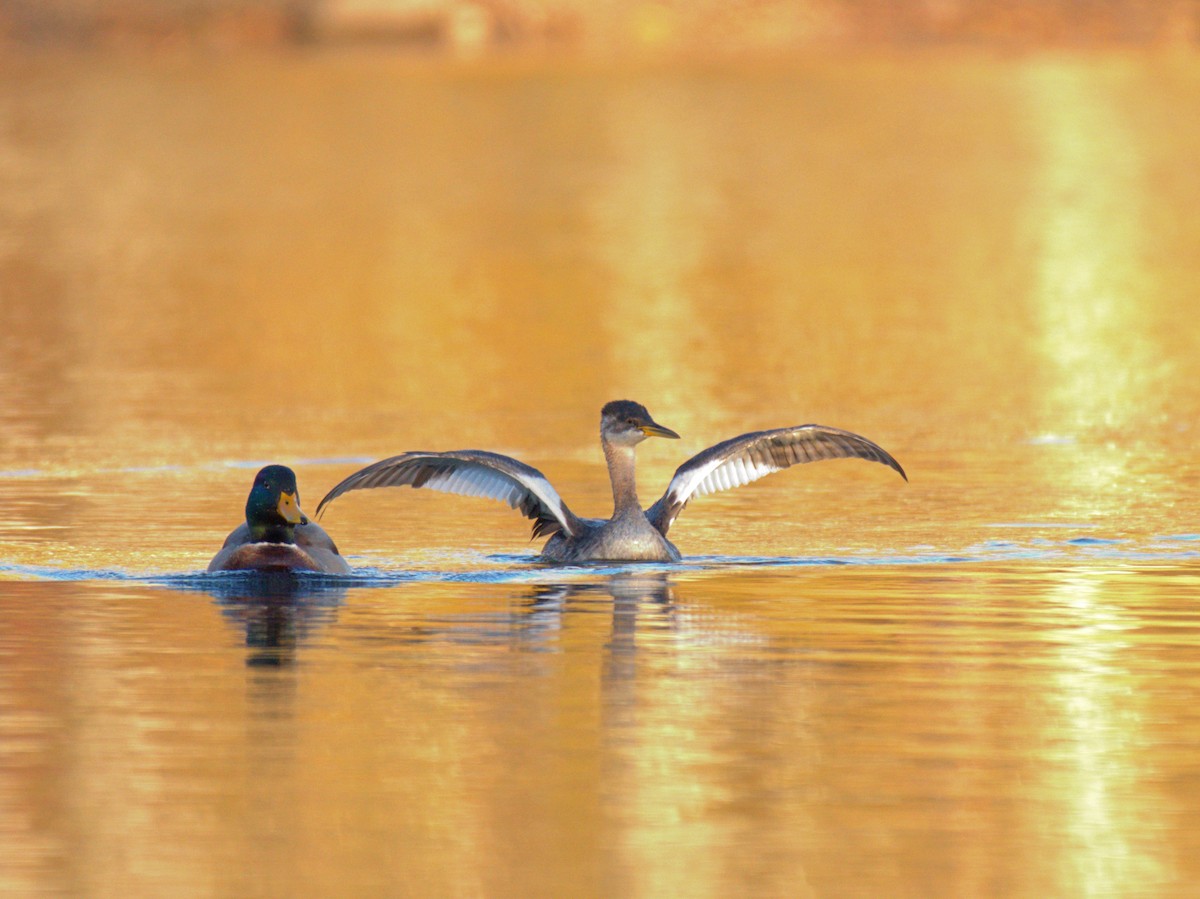 Red-necked Grebe - ML625100613