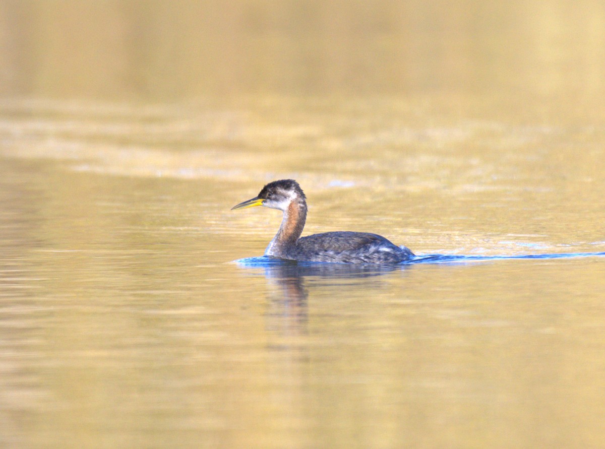 Red-necked Grebe - ML625100614