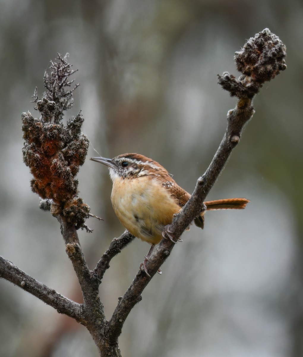 Carolina Wren - ML625100619