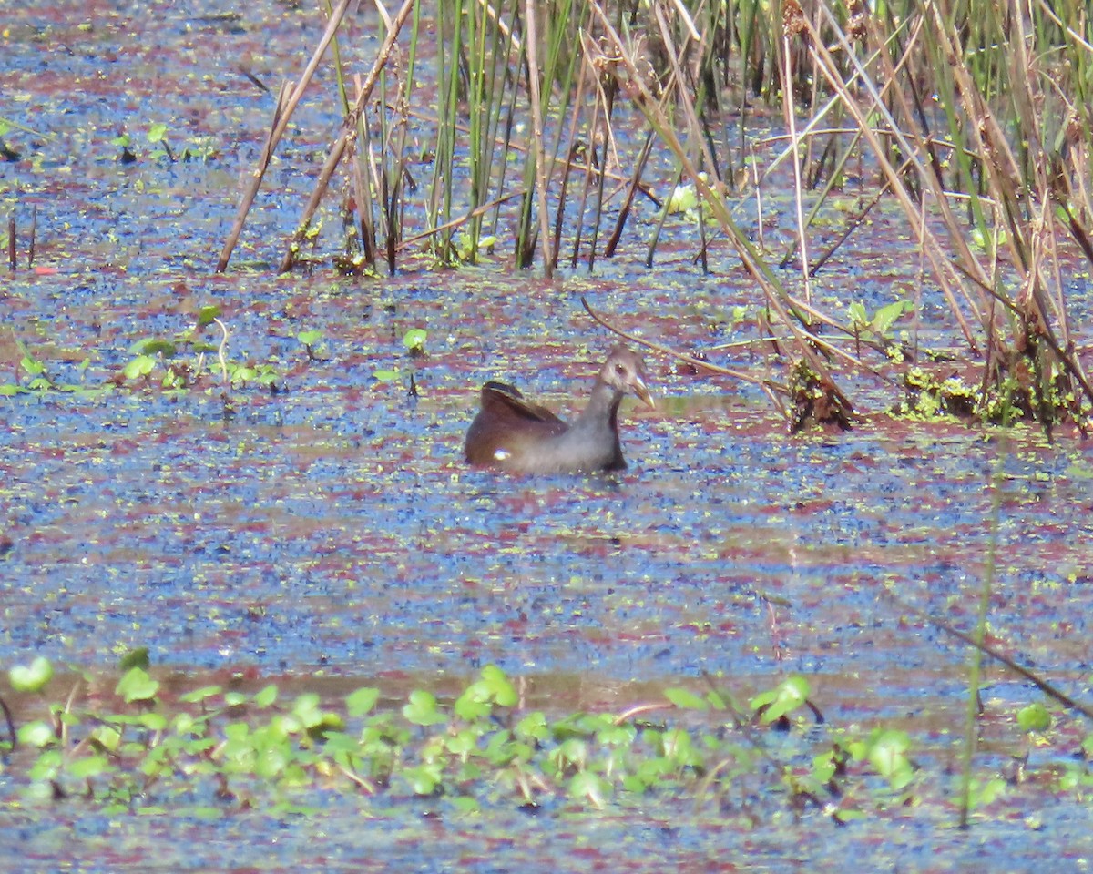Common Gallinule - ML625100627